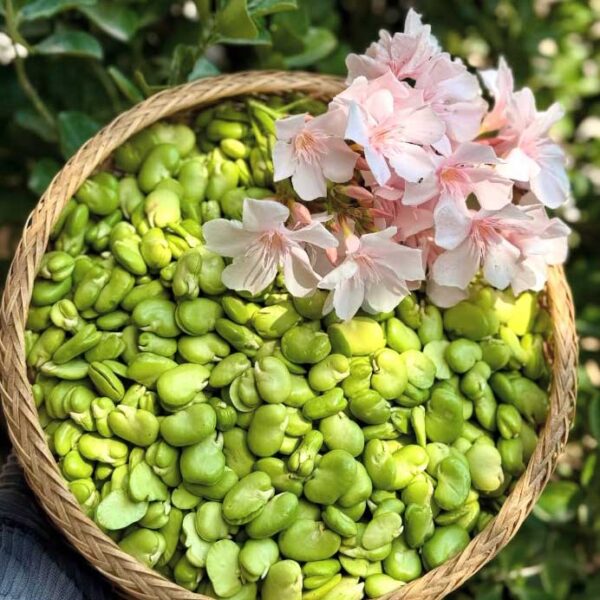 باقالی سبز